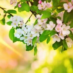 Mutsu (Crispin) Apple Tree -Green Yard Plant Store Matsu Crispin Apple 5