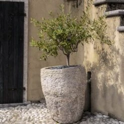 Maurino Olive Tree 7 Maurino Olive Tree -Green Yard Plant Store Maurino Olive FGT 2