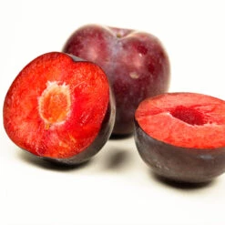 Methley Plum Tree -Green Yard Plant Store Methley Plum 3 6230ed7a 5c4e 4b03 88d0 ad8f75f62363