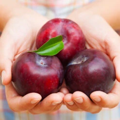 Methley Plum Tree -Green Yard Plant Store Methley Plum 4 4ec34c93 142f 4450 8af1 feb06f93c049