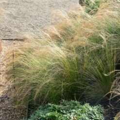 Mexican Feather Grass -Green Yard Plant Store Mexican Feather Grass 2 FGT