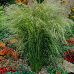 Mexican Feather Grass -Green Yard Plant Store Mexican Feather Grass 5