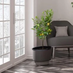 Meyer Lemon Tree - USDA Organic 11 Meyer Lemon Tree - USDA Organic -Green Yard Plant Store Meyer Lemon Tree 3 FGT b7562976 3142 4944 868e f1282fe437b5