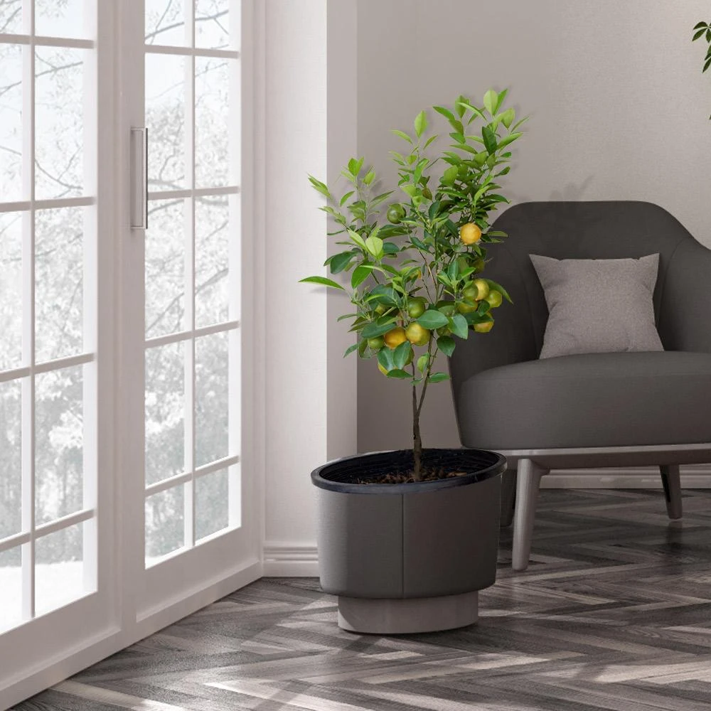 Meyer Lemon Tree - USDA Organic 4 Meyer Lemon Tree - USDA Organic - Image 4