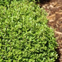 Micron® Holly Shrub -Green Yard Plant Store Micron Holly 4 FGT