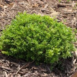 Micron® Holly Shrub -Green Yard Plant Store Micron Holly 8 FGT