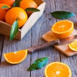 Midknight Valencia Orange -Green Yard Plant Store MidKnight Orange 3 FGT