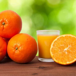 Midknight Valencia Orange -Green Yard Plant Store MidKnight Valencia Orange 3