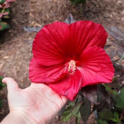 Midnight Marvel Hardy Hibiscus -Green Yard Plant Store Midnight Marvel Hibiscus 2