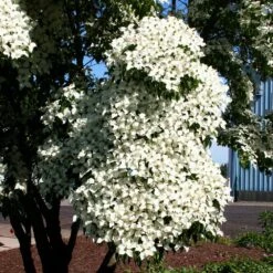 Milky Way Chinese Dogwood Tree -Green Yard Plant Store Milky Way Select 3