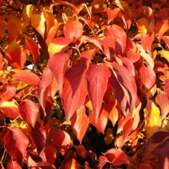 Milky Way Chinese Dogwood Tree -Green Yard Plant Store Milky Way Select 4