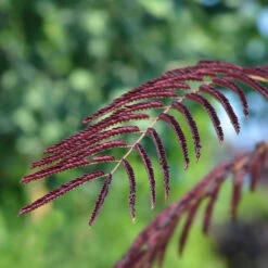Chocolate Fountain™ Weeping Mimosa -Green Yard Plant Store Mimosa Chocolate Weeping 2