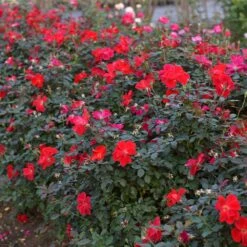 Miracle On The Hudson™ Rose -Green Yard Plant Store Miracle on the Hudson 4 FGT