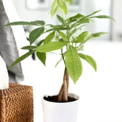 Money Tree In White Pot 6 Money Tree In White Pot -Green Yard Plant Store Money Tree Green Circle LIV Pottery Pot 2