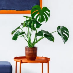 Monstera Deliciosa And Fiddle Leaf Fig Combo 6 Monstera Deliciosa And Fiddle Leaf Fig Combo -Green Yard Plant Store Monstera delisiosa 1 BB