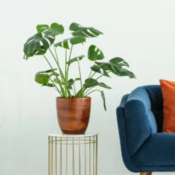 Boho House Plant Kit 13 Boho House Plant Kit -Green Yard Plant Store Monstera delisiosa 3 FGT 704a637b b40b 4518 a8eb f83a103d90ba