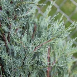 Moonglow Juniper -Green Yard Plant Store Moonglow Juniper 2 FGT
