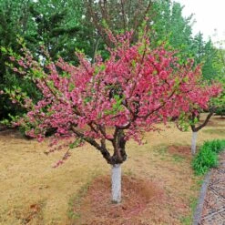Multi-Peach Tree -Green Yard Plant Store Multi fruit peach 2