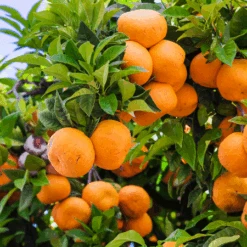 Murcott Honey Mandarin Tree 5 Murcott Honey Mandarin Tree -Green Yard Plant Store Murcott Honey Mandarin Tree 450 D1