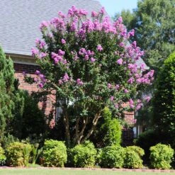 Muskogee Crape Myrtle Tree -Green Yard Plant Store Muskogee Crape Myrtle 7 FGT