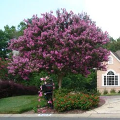 Muskogee Crape Myrtle Tree -Green Yard Plant Store Muskogee Crape Myrtle single trunk