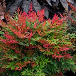 Obsession⢠Nandina Shrub