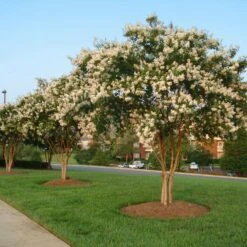 Natchez Crape Myrtle Tree 8 Natchez Crape Myrtle Tree -Green Yard Plant Store Natchez Crape Myrtle 8 FGT
