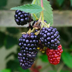 Navaho Blackberry -Green Yard Plant Store Navaho Blackberry 5