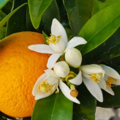Navel Orange Tree - USDA Organic -Green Yard Plant Store Navel Orange 4 8a86aad7 97b4 4006 b1b3 5eec7b5da47f