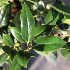 Needlepoint Holly -Green Yard Plant Store Needlepoint Holly 3