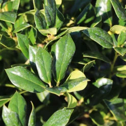 Needlepoint Holly -Green Yard Plant Store Needlepoint Holly 4