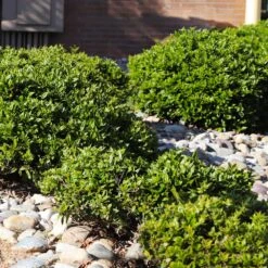 Needlepoint Holly -Green Yard Plant Store Needlepoint Holly 5