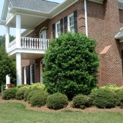 Nellie Stevens Holly -Green Yard Plant Store Nellie Stevens Holly 4 FGT