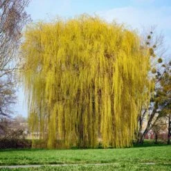 Niobe Golden Weeping Willow 6 Niobe Golden Weeping Willow -Green Yard Plant Store Niobe weeping willow 1