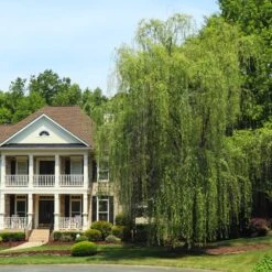 Niobe Golden Weeping Willow 7 Niobe Golden Weeping Willow -Green Yard Plant Store Niobe weeping willow 3