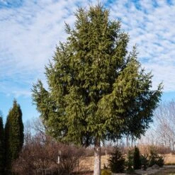 Norway Spruce Tree -Green Yard Plant Store Norway Spruce 2 FGT