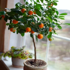 Nules Clementine Tree - USDA Organic 6 Nules Clementine Tree - USDA Organic -Green Yard Plant Store Nules Clementine 2 FGT