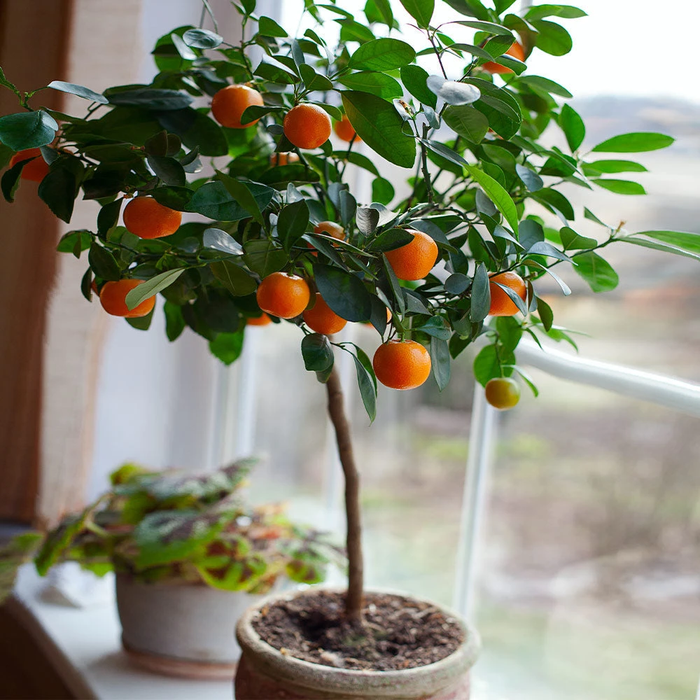 Nules Clementine Tree - USDA Organic 3 Nules Clementine Tree - USDA Organic - Image 3