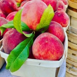 O'Henry Peach Tree -Green Yard Plant Store OHenry Peach 3