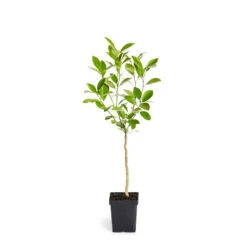 Calamondin Tree -Green Yard Plant Store ORG CAL 12 1QT
