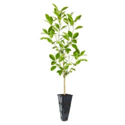Calamondin Tree -Green Yard Plant Store ORG CAL 23 C