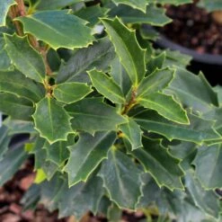 Oak Leaf™ Holly Tree 6 Oak Leaf™ Holly Tree -Green Yard Plant Store Oak Leaf Holly 3