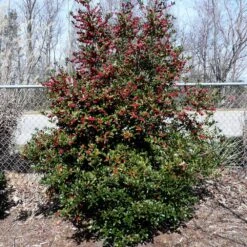 Oak Leaf™ Holly Tree 7 Oak Leaf™ Holly Tree -Green Yard Plant Store Oak Leaf Holly 4