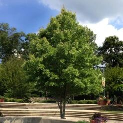 October Glory Red Maple Tree -Green Yard Plant Store October Glory Maple 1 FGT