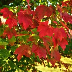 October Glory Red Maple Tree -Green Yard Plant Store October Glory Maple 2 FGT