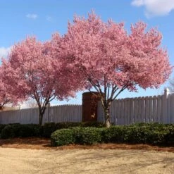 Okame Cherry Tree -Green Yard Plant Store Okame Cherry 02 FGT