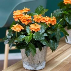 Orange Marmalade Crossandra Shrub -Green Yard Plant Store Orange Marrmelade Crossandra 1 FGT
