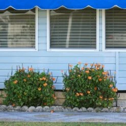 Orange Marmalade Crossandra Shrub -Green Yard Plant Store Orange Marrmelade Crossandra 4