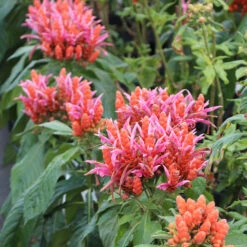 Orange Shrimp Plant -Green Yard Plant Store Orange Shrim plant 2 BB