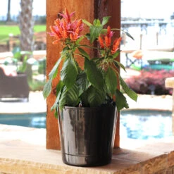 Orange Shrimp Plant -Green Yard Plant Store Orange Shrim plant 3